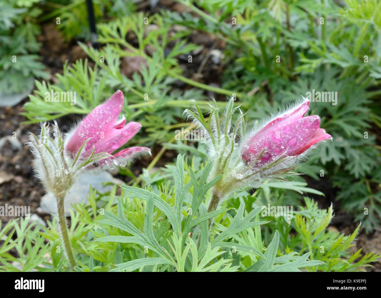 Raindrops on Pulsatilla Vulgaris Rubra Pasque flower Stock Photo