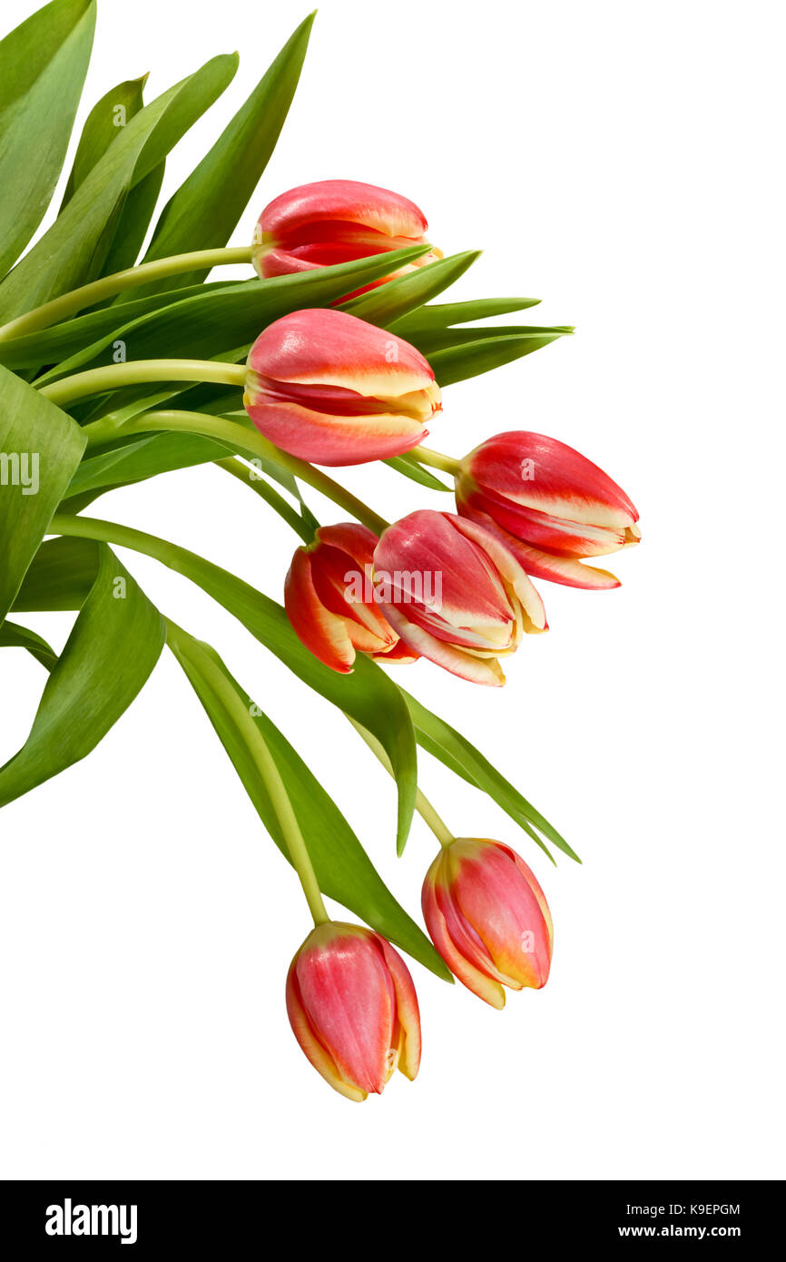 Bouquet of beautiful tulips on a white background Stock Photo - Alamy