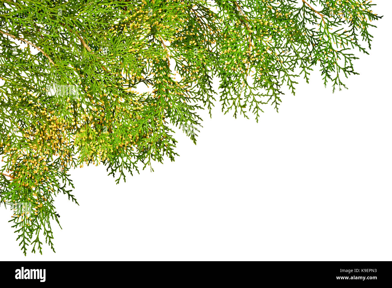 Green thuja twig with flowers on a white background. Stock Photo
