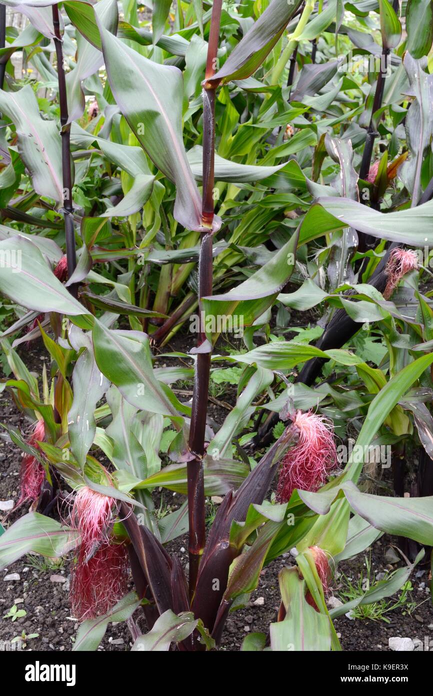 Sweet corn Zea mays Double red growing in an organic garden Stock Photo