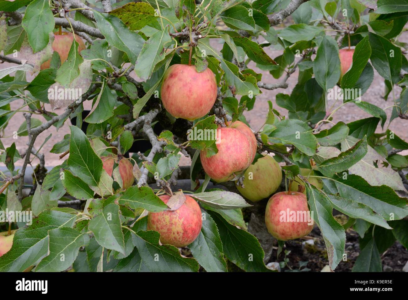Malus domestica Red falstaff late season desert apples growing on a
