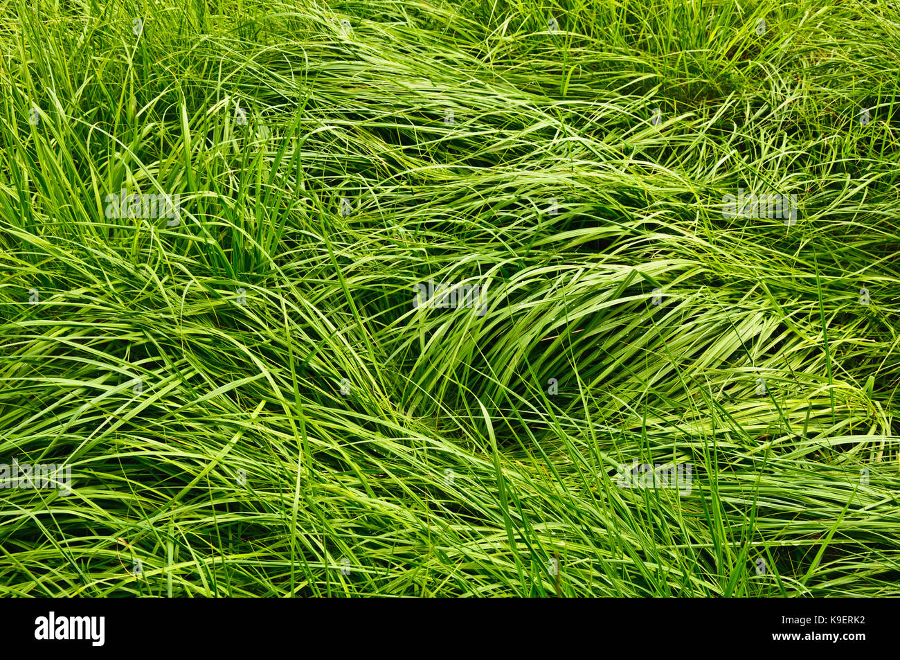The matted tall green grass with dew drops. Background Stock Photo Alamy