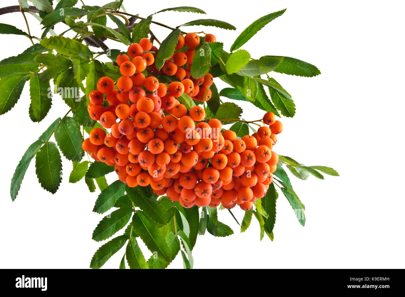 Twig with red rowan berries close-up isolated on white background. Stock Photo