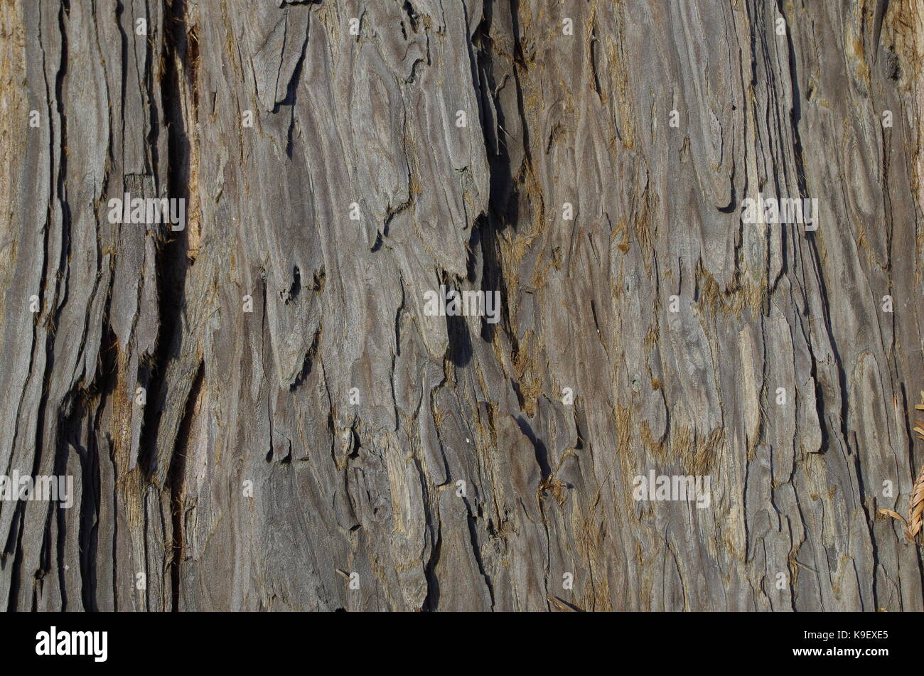 Spanish fir raw wood texture. Abies pinsapo. Castelo de Vide, Portugal Stock Photo