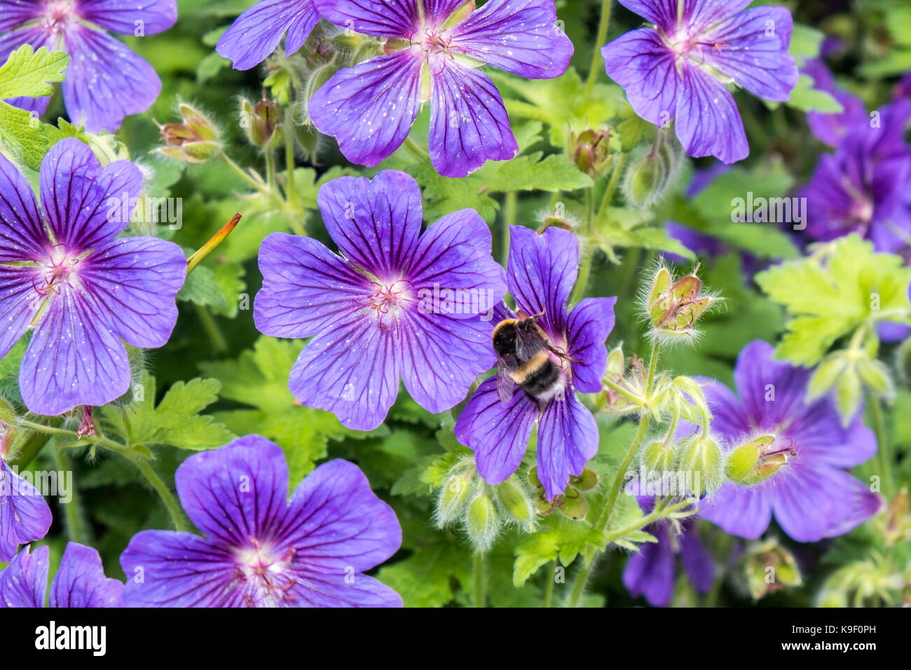 purple geranium flower Stock Photo