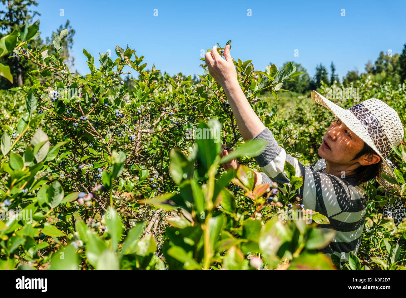 An Asian Female with a straw hat was picking blue berries at a U PICK blue berry farm in the summer Stock Photo