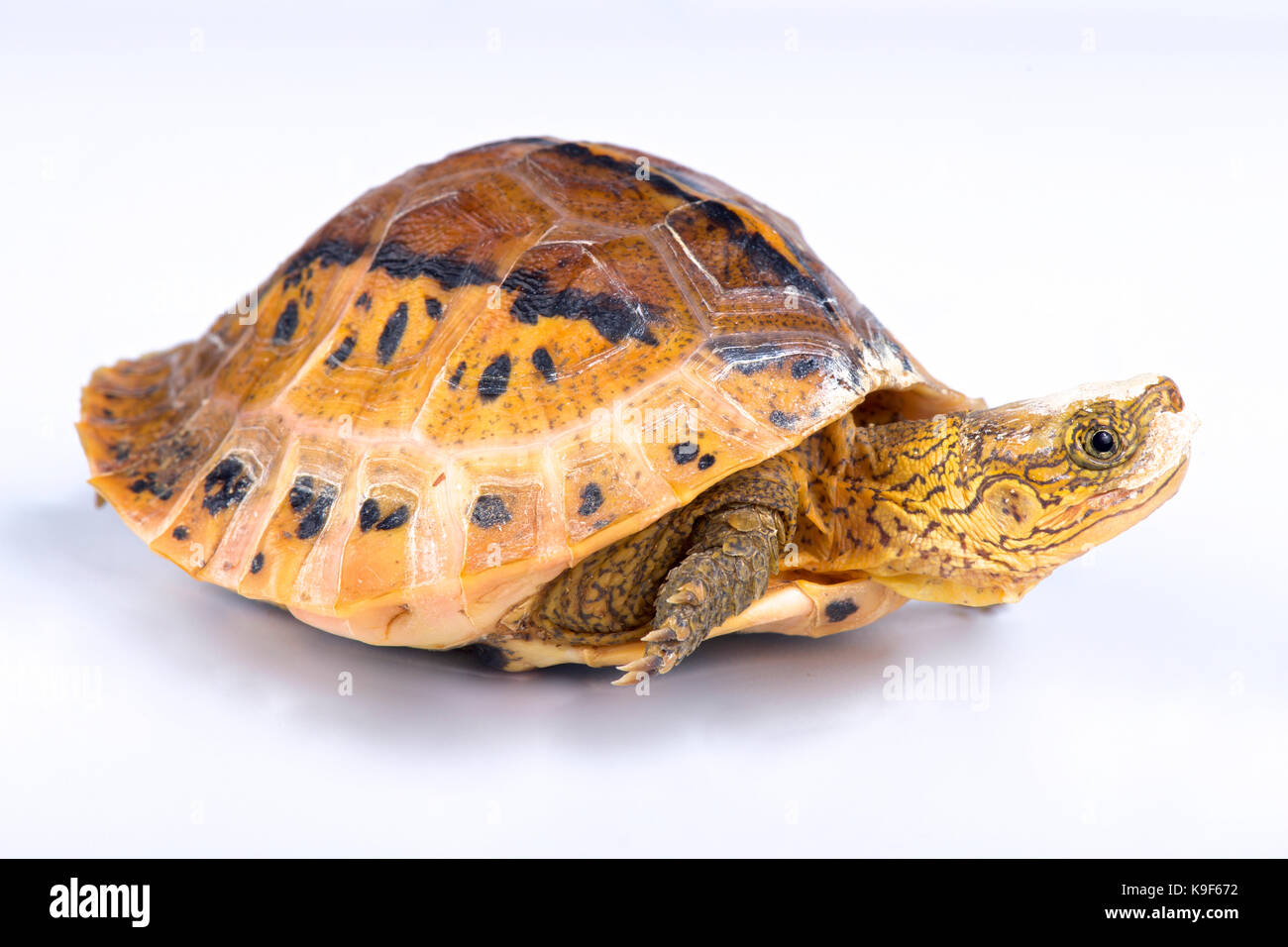 Flowerback Box Turtle, Cuora galbinifrons Stock Photo