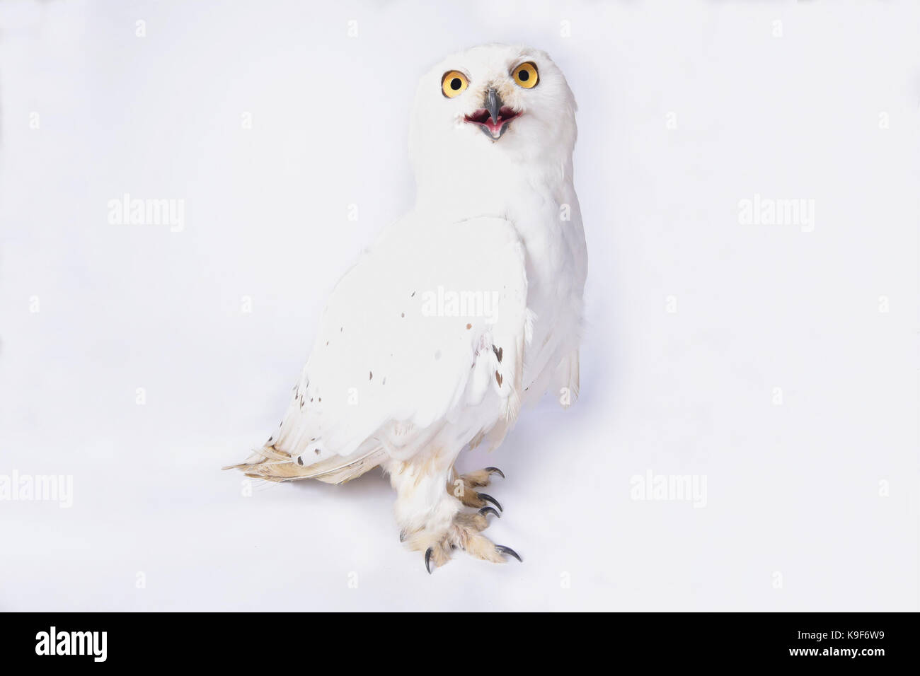 Snowy owl, Bubo scandiacus Stock Photo - Alamy