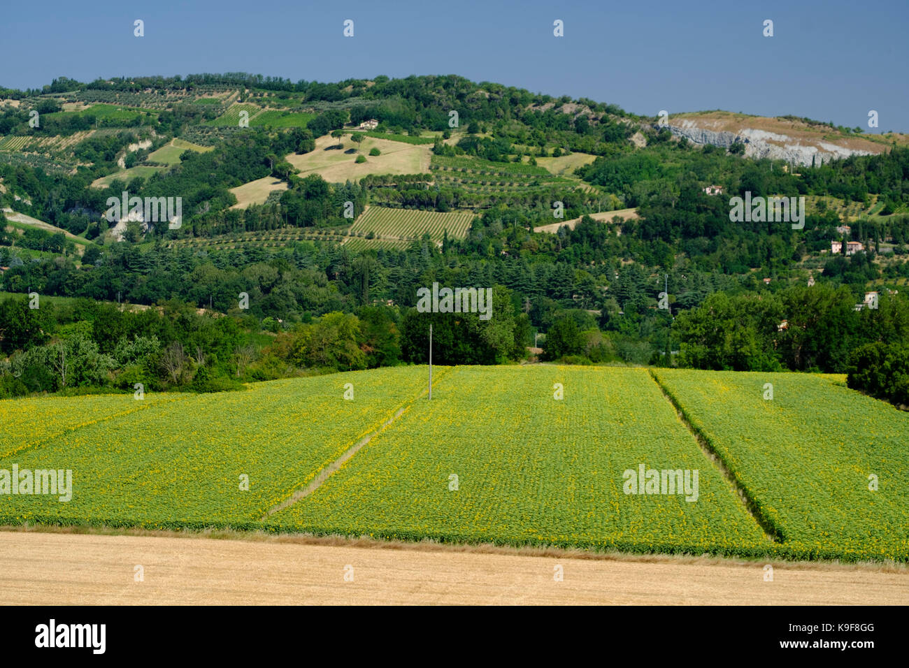 Rural landscape at summer along the road from Brisighella to Modigliana (Ravenna, Emilia Romagna, Italy) Stock Photo