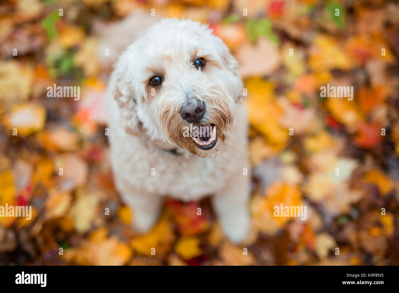 A Happy goldendoodle dog outside in autumn season Stock Photo