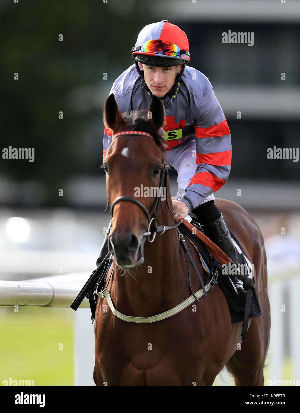 Knight to Behold ridden by Richard Kingscote goes to post during day one of the Dubai Duty Free International Weekend at Newbury Racecourse. PRESS ASSOCIATION Photo. Picture date: Friday September 22, 2017. See PA story RACING Newbury. Photo credit should read: Adam Davy/PA Wire Stock Photo