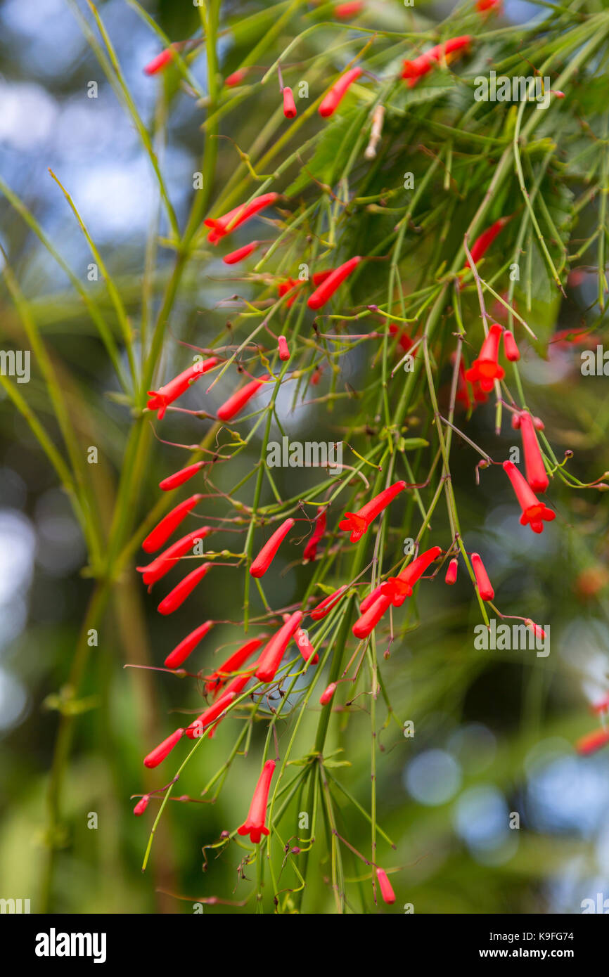 St. Lucia.  Flower.  Russelia equisetiformis, (fountainbush, firecracker plant, coral plant, coral fountain, coralblow, or fountain plant). Stock Photo