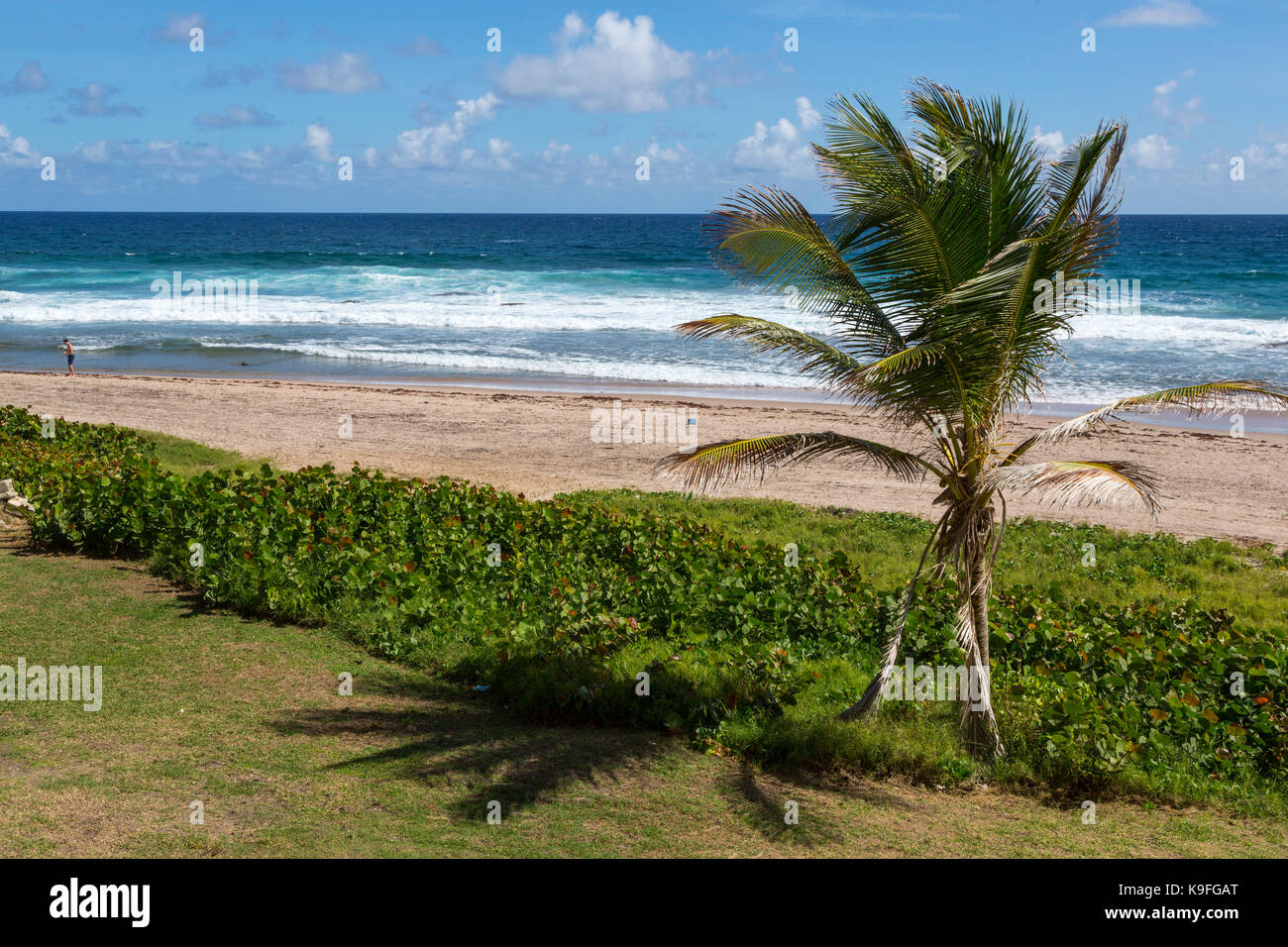 Barbados. Barclay Park, Atlantic Ocean Side of the Island. Sea Grape