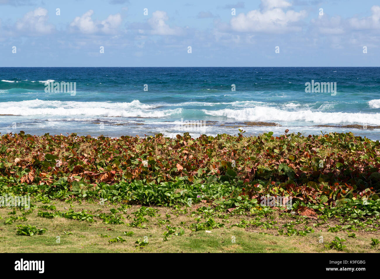 Barbados.  Barclay Park, Atlantic Ocean Side of the Island.  Sea Grape used for Beach Erosion Control. Stock Photo