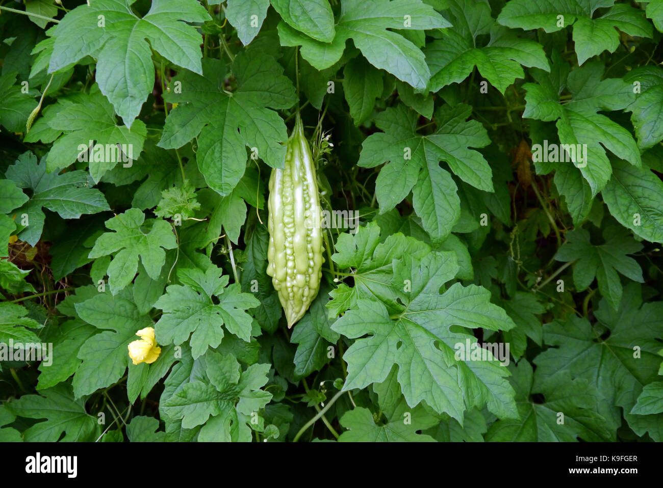 Bitter Gourd Leaves High Resolution Stock Photography And Images