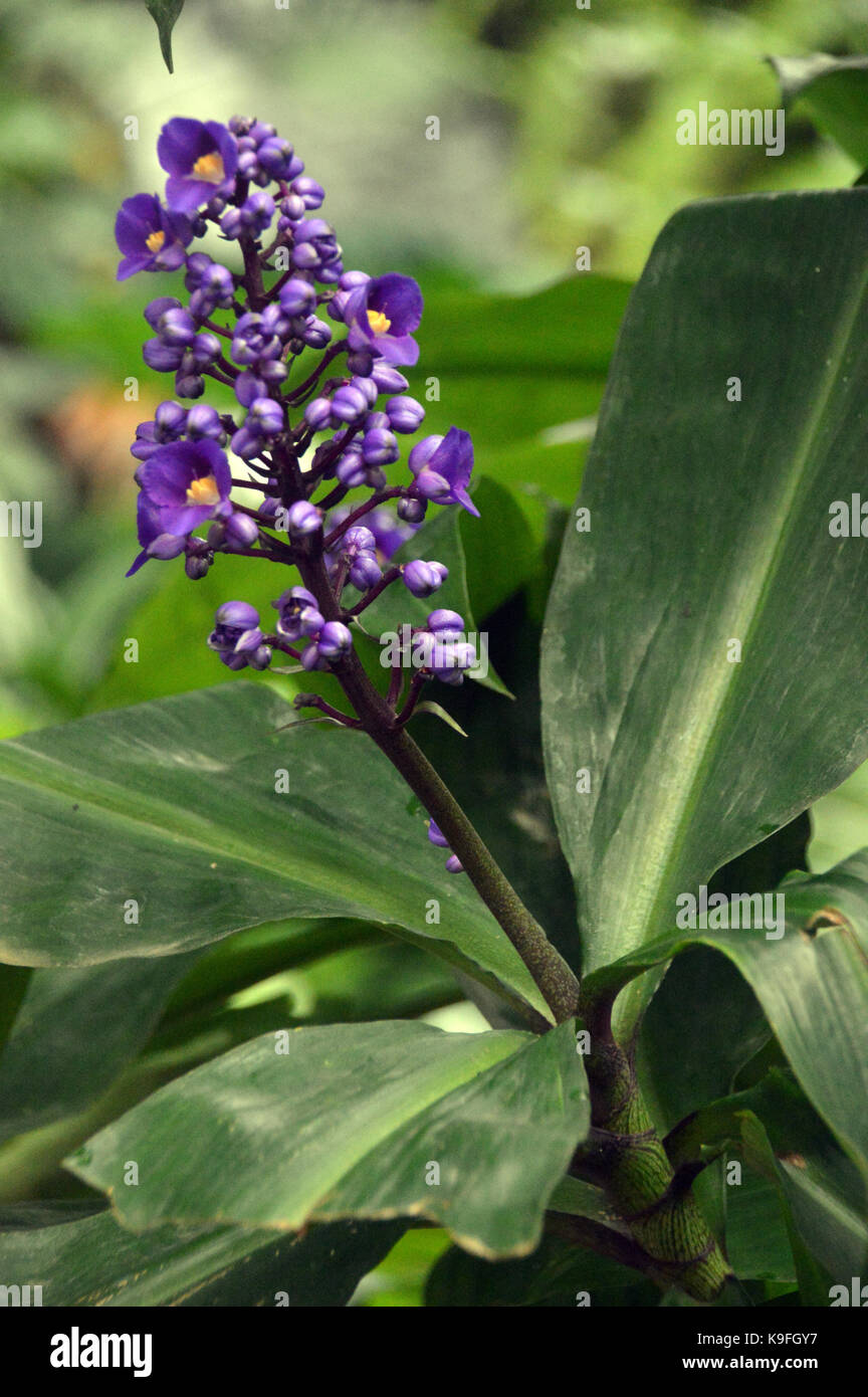 A Single Purple Dichorisandra thyrsiflora (Blue Ginger) Flower Head grown at the Eden Project, Cornwall, England, UK. Stock Photo