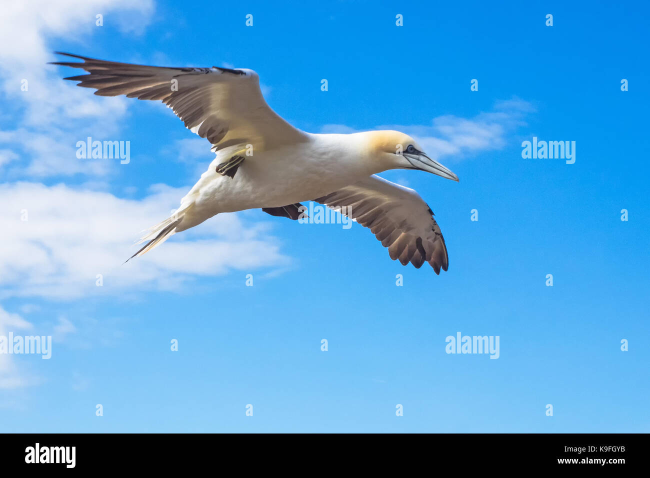 One flying Northern gannet with copy space Stock Photo