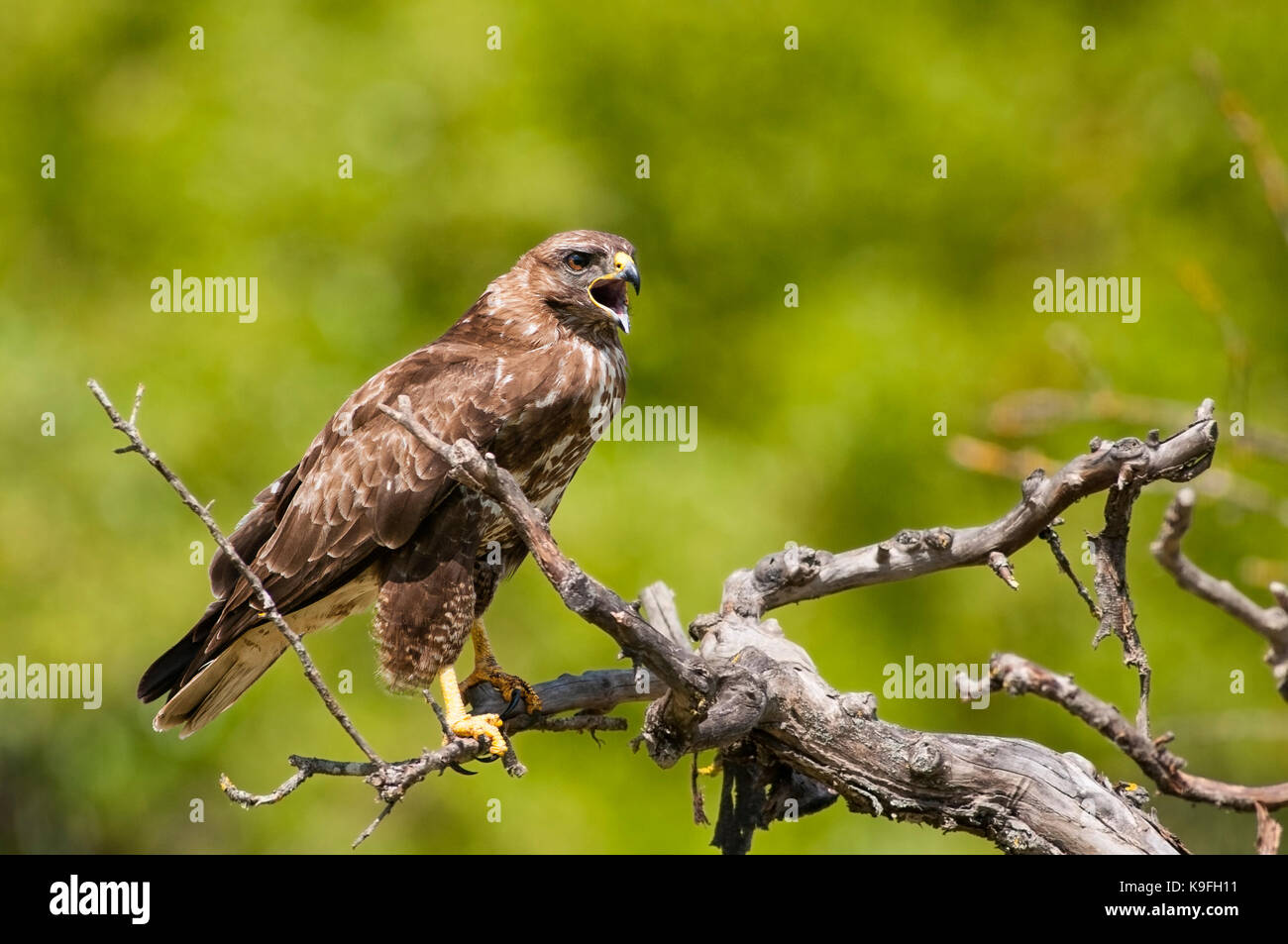 Birds of prey in france hi-res stock photography and images - Alamy