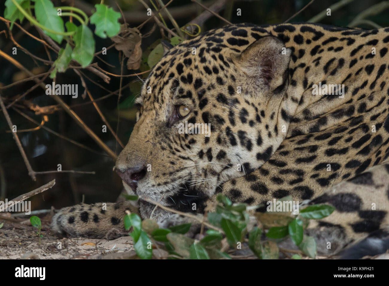 Brazilian Pantanal - Jaguar Stock Photo - Alamy