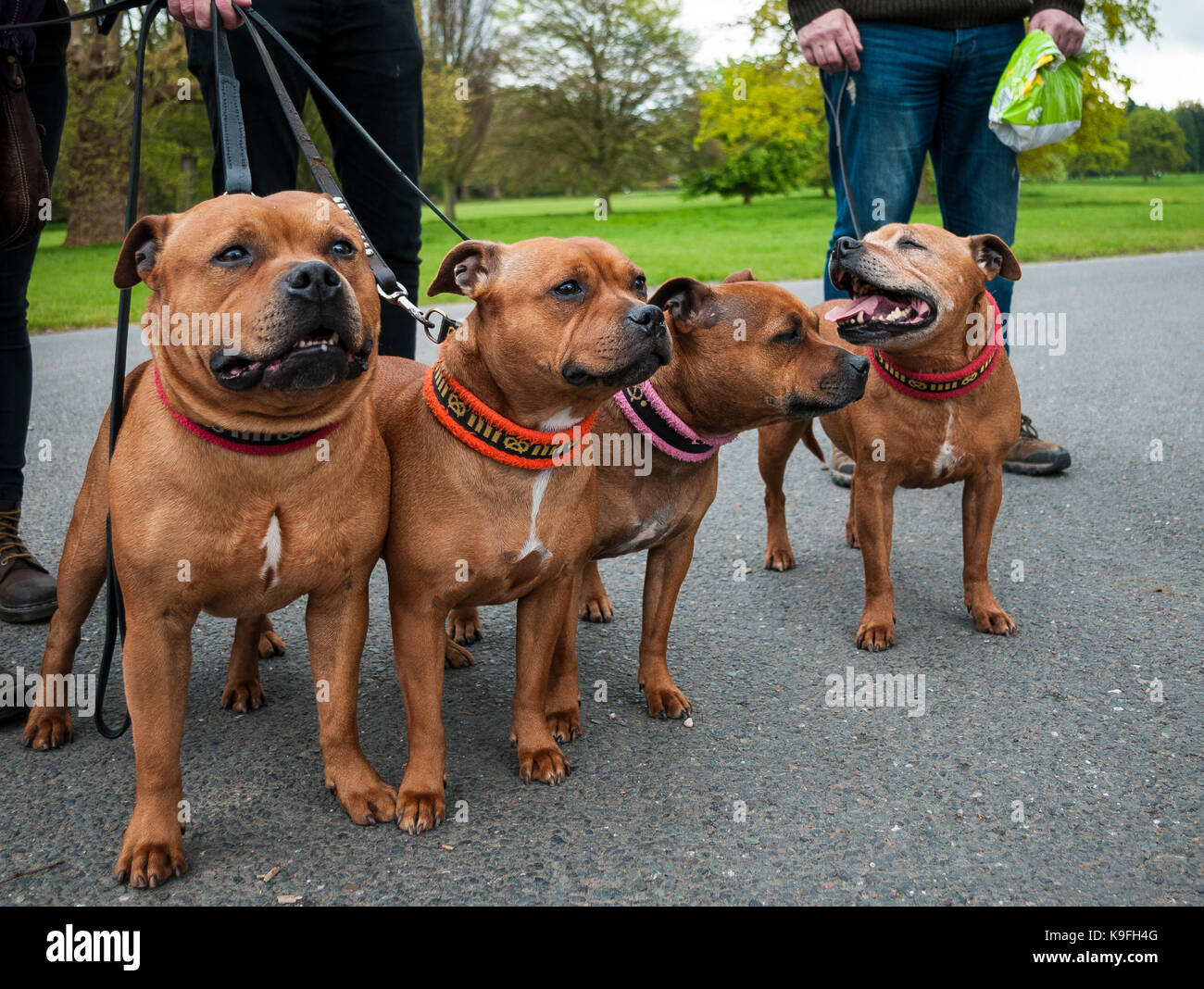 Four sandy coloured Staffordshire Bull Terriers standing and posing for the camera. Stock Photo