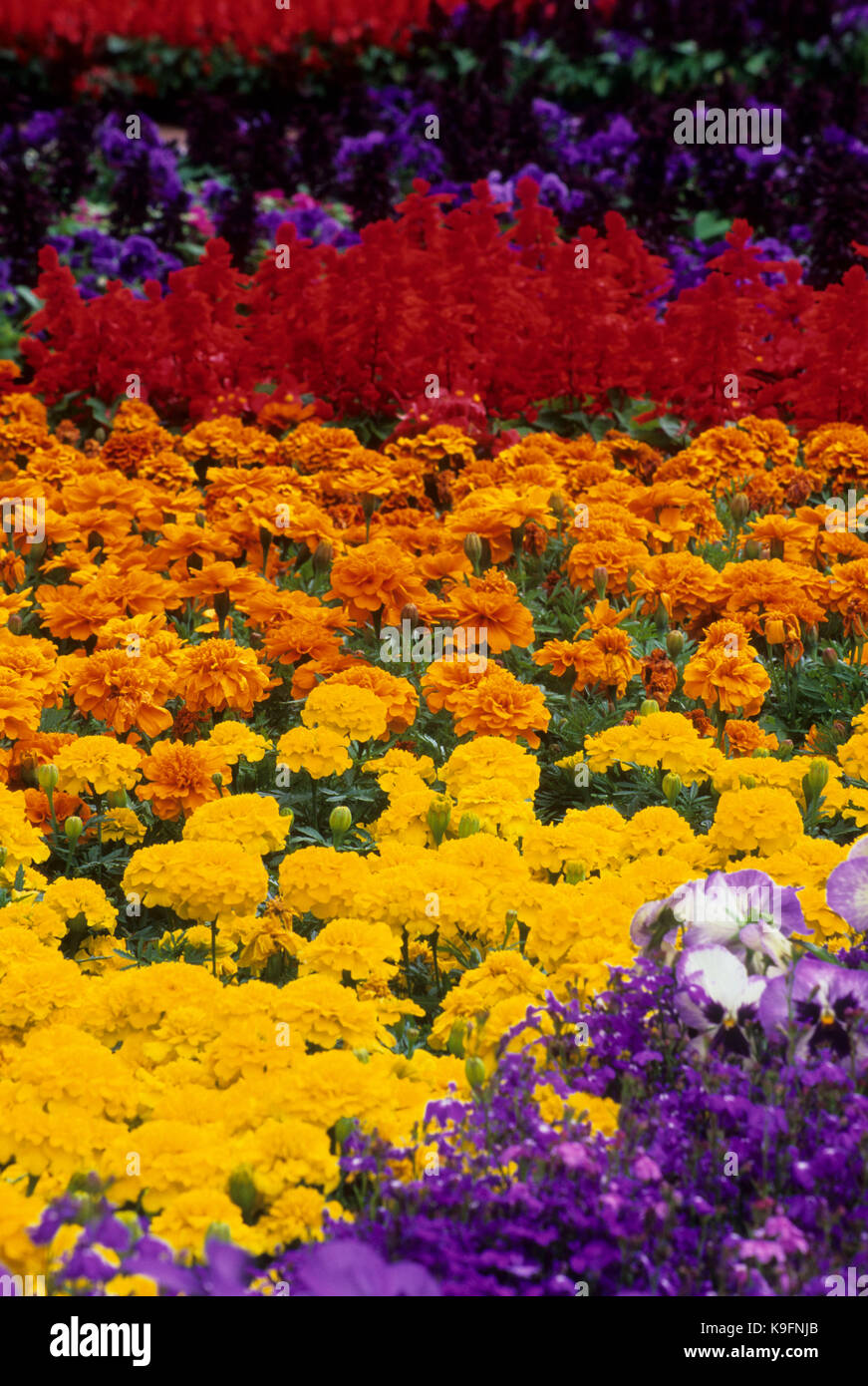 Festival of Flowers, Pioneer Courthouse Square, Portland, Oregon Stock Photo
