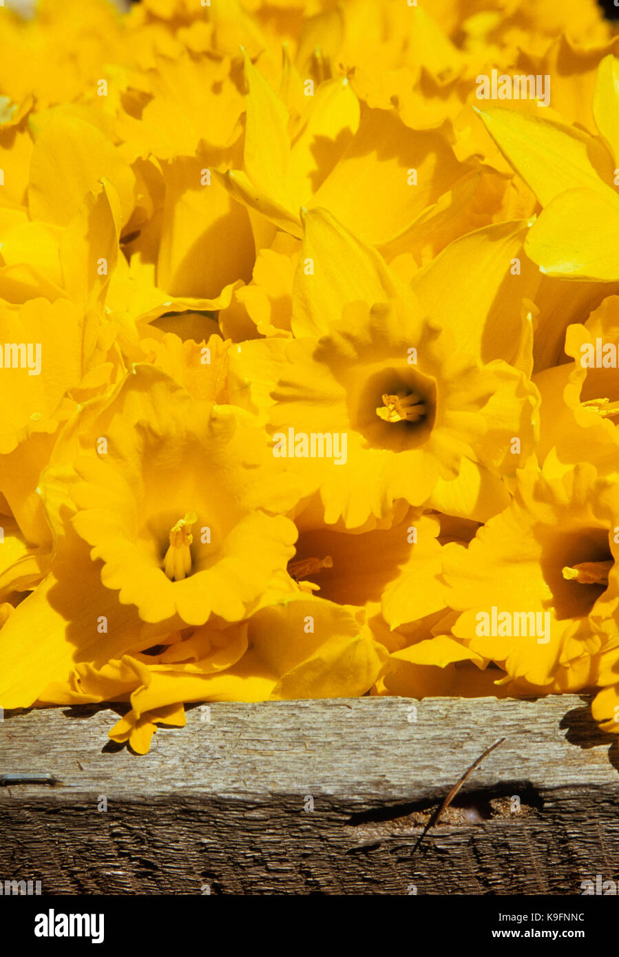 Daffodil display, Daffodil Drive Festival, Junction City, Oregon Stock