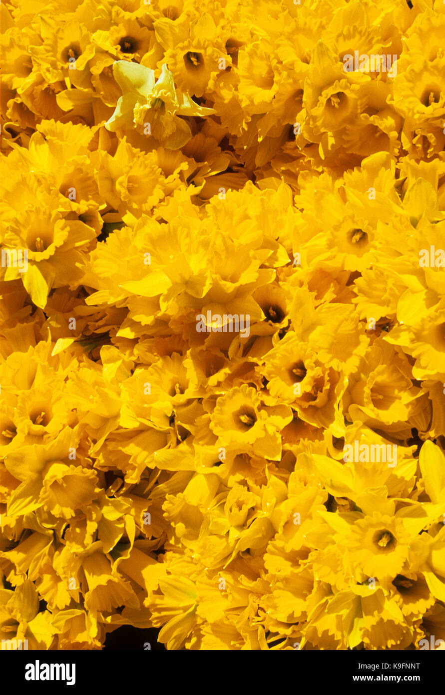 Junction City Oregon High Resolution Stock Photography and Images Alamy