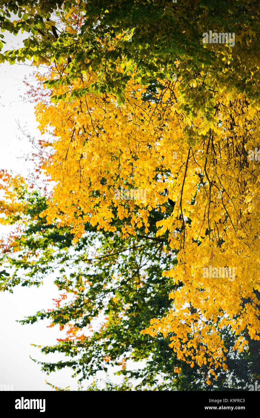 Beautiful, bright, autumn leaves! Stock Photo