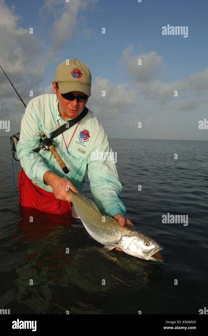 A speckled trout or spotted sea trout caught near Seadrift, Texas Stock