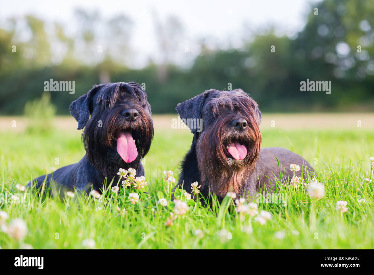 black-standard-schnauzer