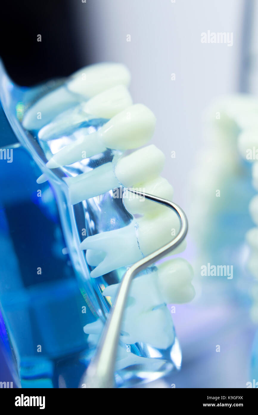Dental teeth, mouth, gums dentists teaching model showing each tooth ...