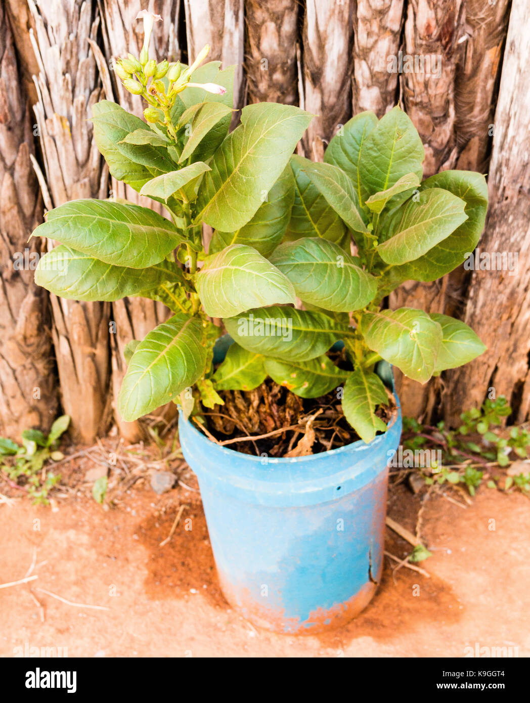 Tobacco growing hires stock photography and images Alamy