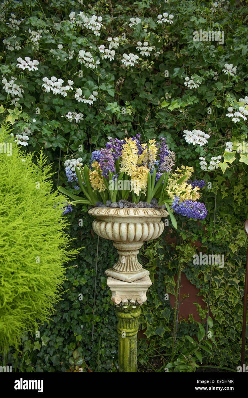 Hyacinth blooms in garden fountain Stock Photo Alamy