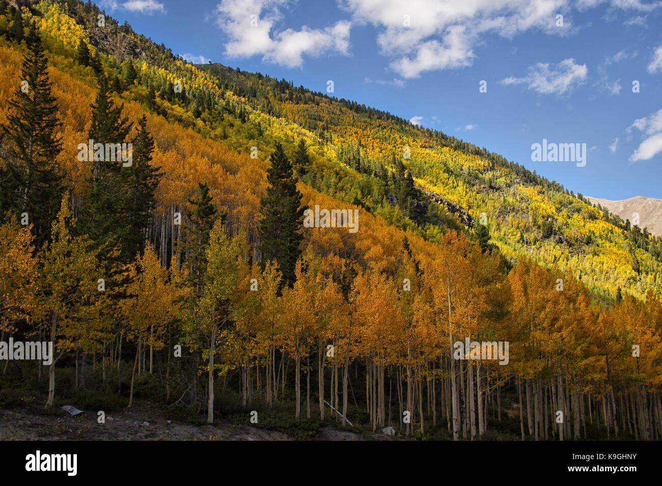 rocky mountain fall autumn tree colors Stock Photo - Alamy
