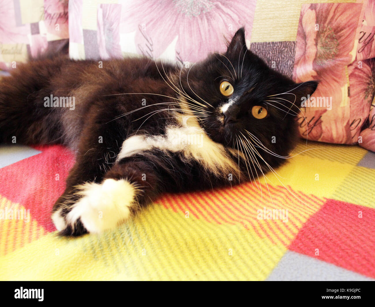 black cat sprawled on the sofa Stock Photo
