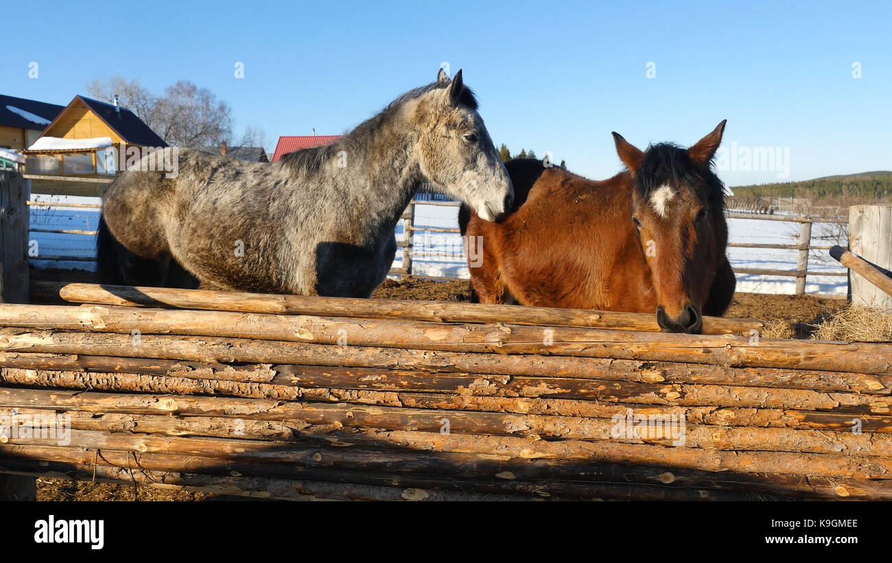 Black white and brown horses standing on the snow in a paddock near the