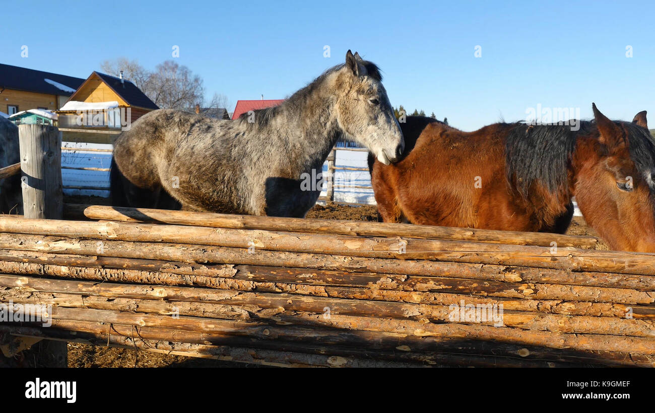 Black white and brown horses standing on the snow in a paddock near the