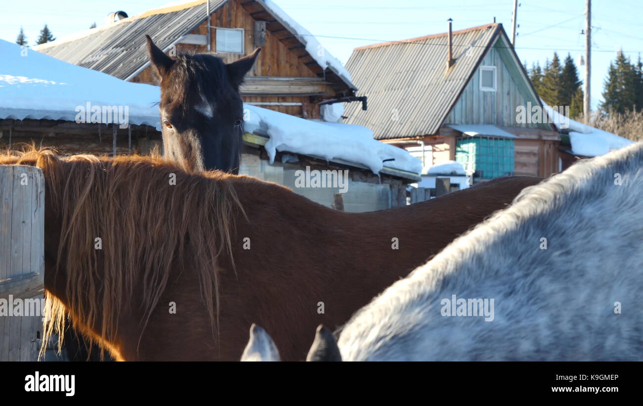 Black white and brown horses standing on the snow in a paddock near the