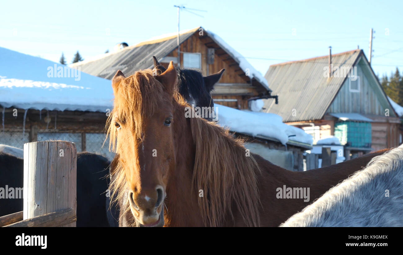 Black white and brown horses standing on the snow in a paddock near the