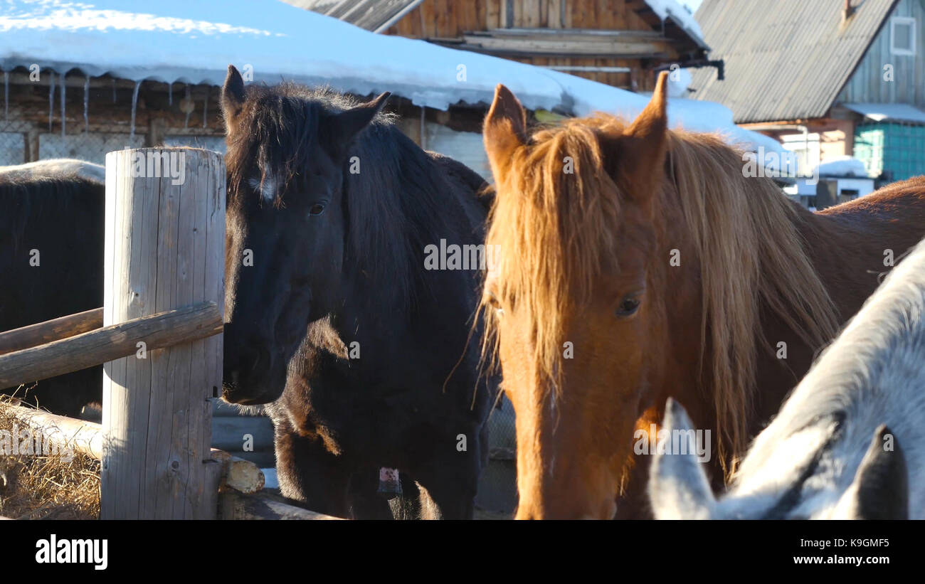Black white and brown horses standing on the snow in a paddock near the