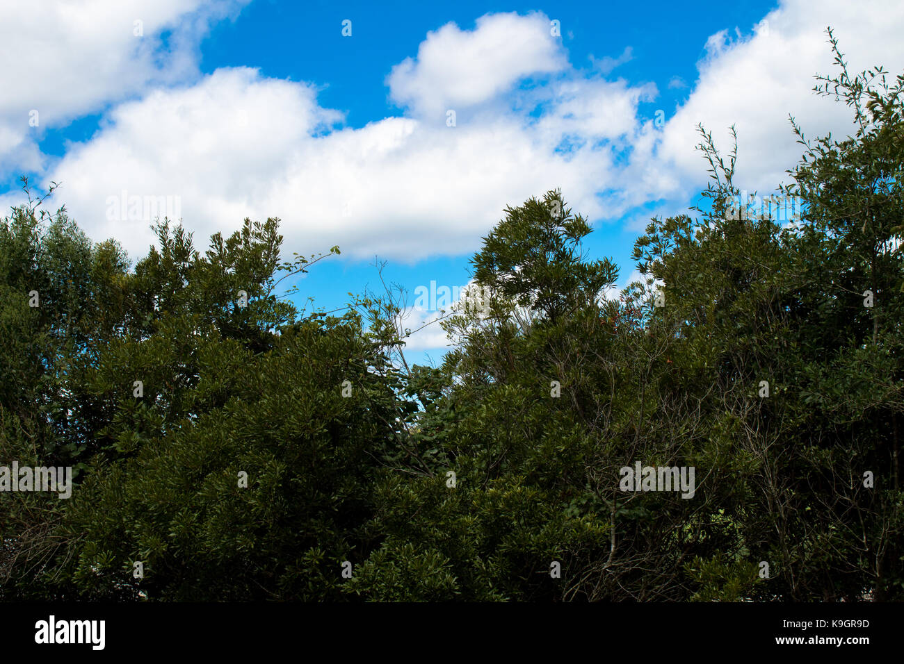 Clouds and trees Stock Photo - Alamy