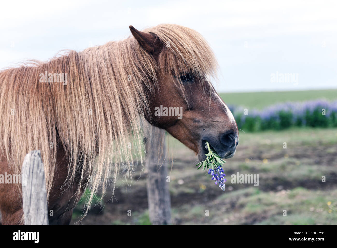 Portrait of icelandic horse Stock Photo