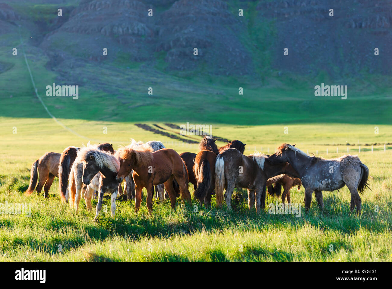 Herd of icelandic horses Stock Photo