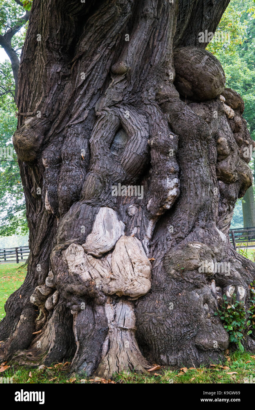 Knobbly Tree High Resolution Stock Photography and Images Alamy