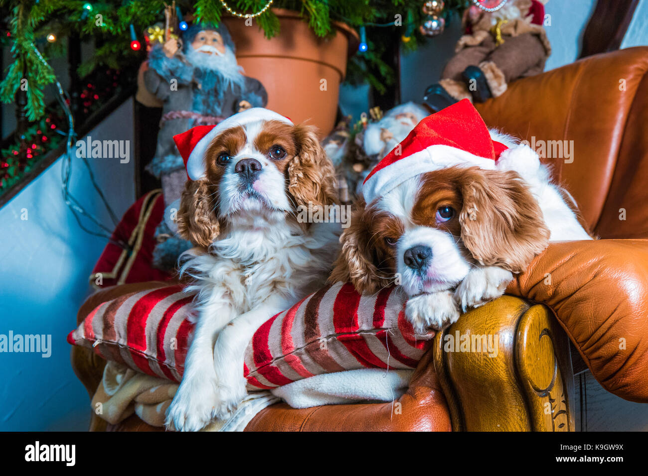 Cavalier Charles Spaniels at Christmas Stock Photo Alamy