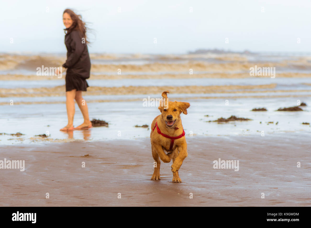 Golden labrador puppy running on beach. Four month old dog enjoying freedom by the seaside on the British coast Stock Photo