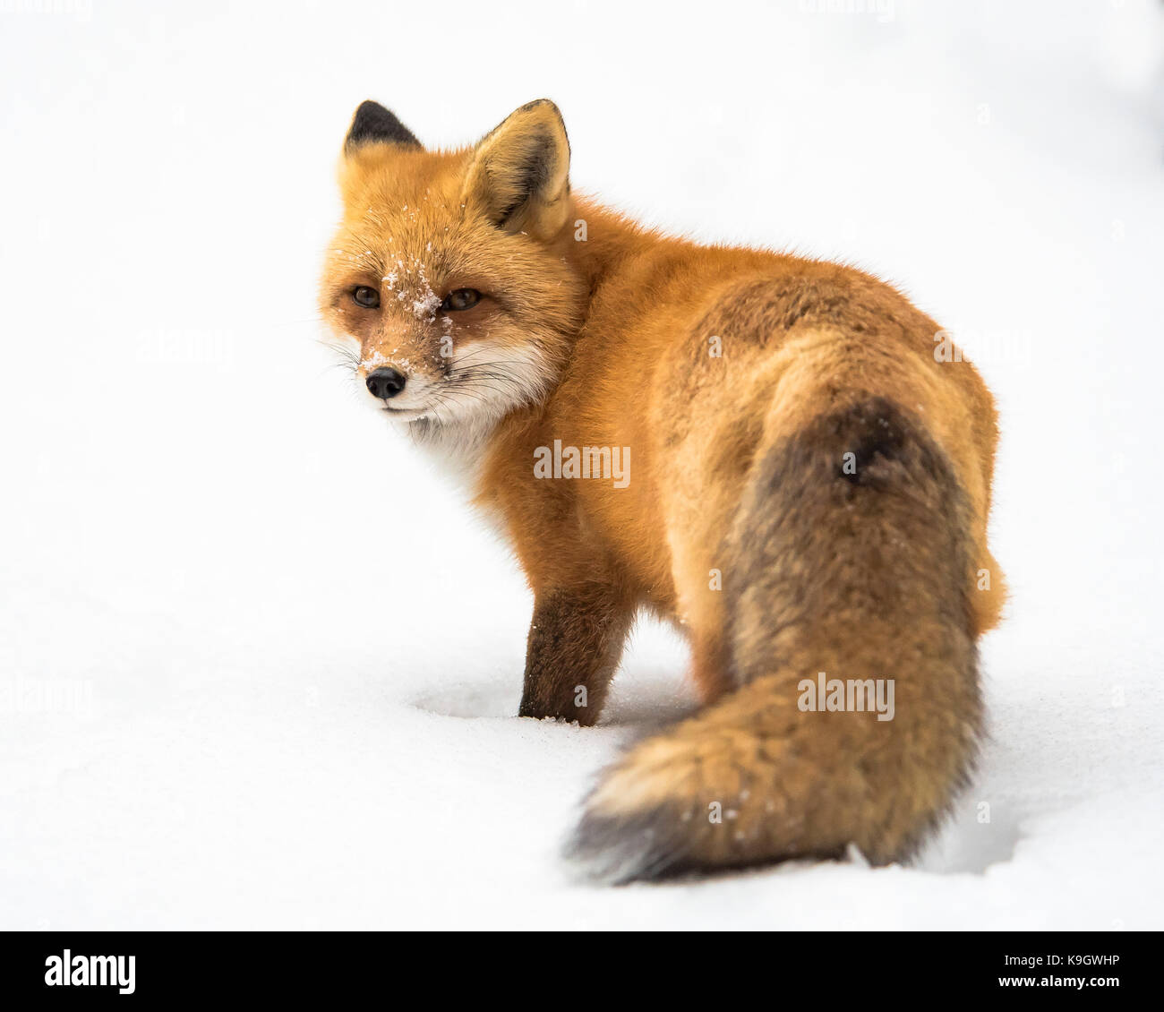 Algonquin Girl, Red Fox in Winter Stock Photo