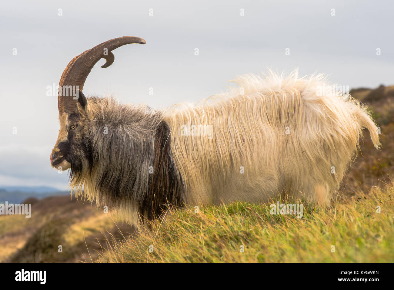 Male feral mountain goat with large horns. Long-haired billy goat at Brean Down in Somerset, part of a wild herd Stock Photo