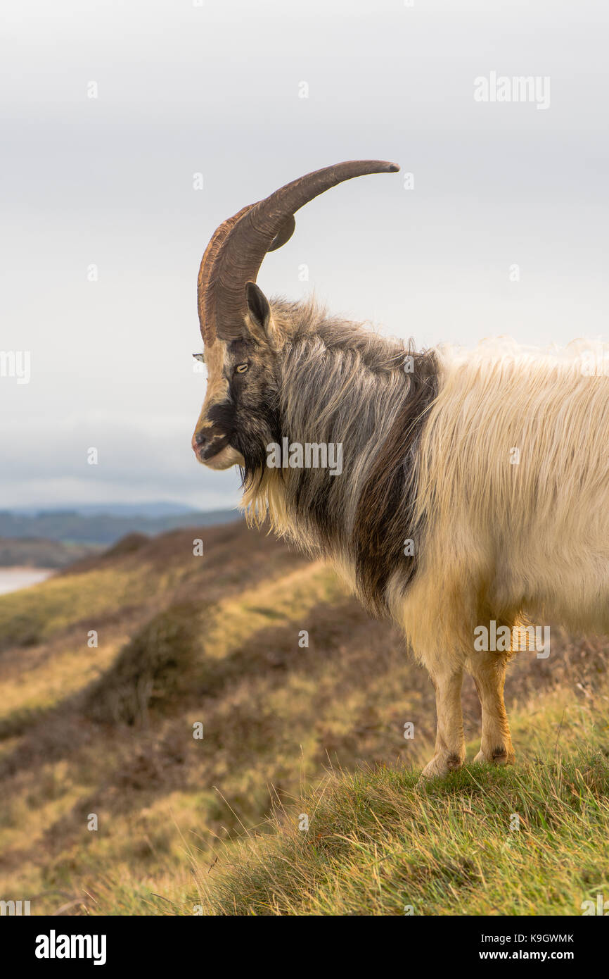 Male feral mountain goat with large horns portrait. Long-haired billy goat at Brean Down in Somerset, part of a wild herd Stock Photo