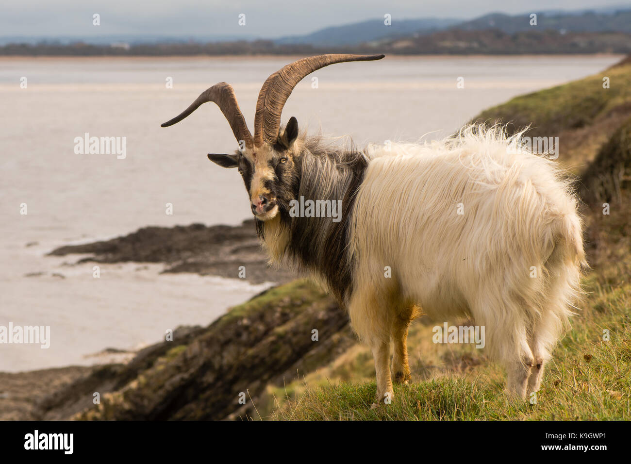 Male feral mountain goat with large horns on coast. Long-haired billy goat at Brean Down in Somerset, part of a wild herd Stock Photo